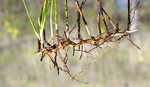 Southern umbrella sedge